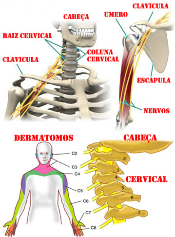 Plexo braquial